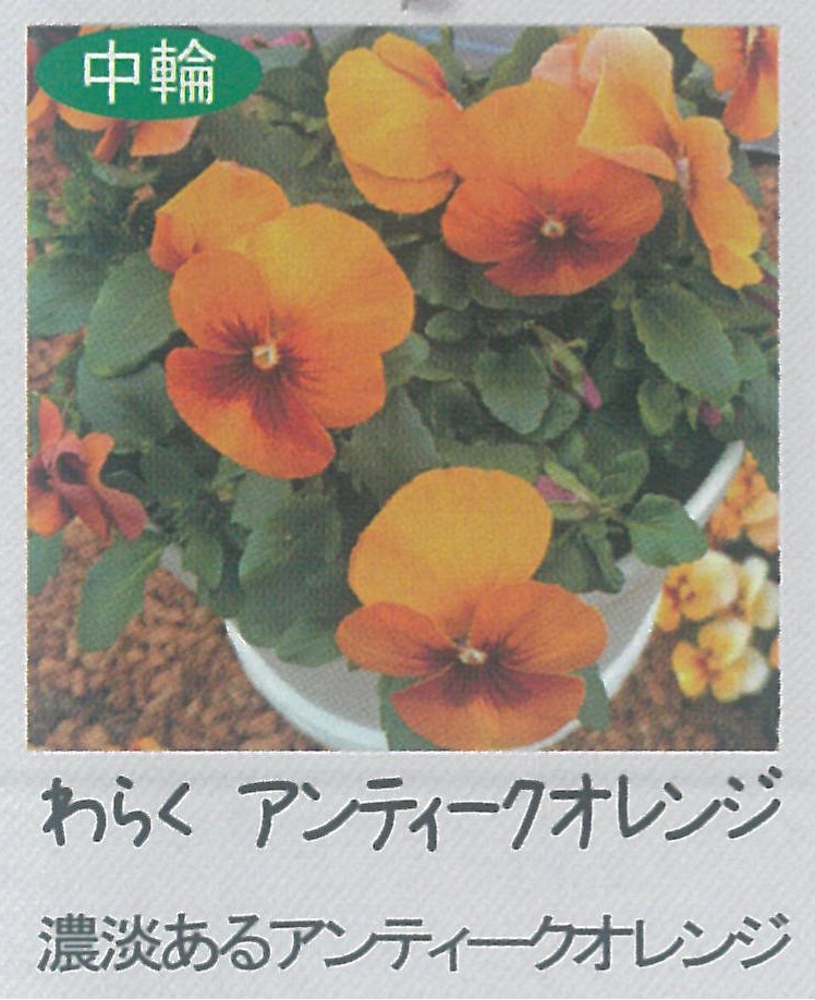 【先行予約商品】【産直】【送料1/2】パンジー わらく アンティークオレンジ 3.5号24入り